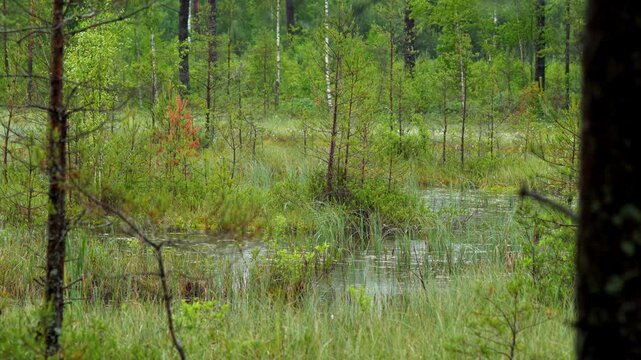 Rain Falling Over Forest Bog &ndash; Wetland Landscape and Peatland Ecosystem