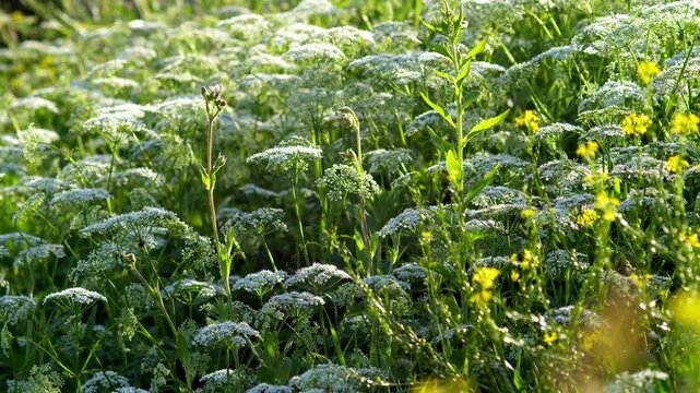 Wild White Umbel Flowers in Meadow Sunlight &ndash; Summer Field Nature Scene