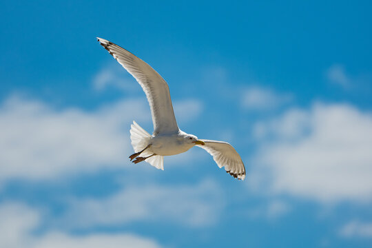 A beautiful white seagull (Herring Gull) in mid-flight, soaring gracefully with its wings fully extended against a vibrant blue sky with soft, blurred white clouds.