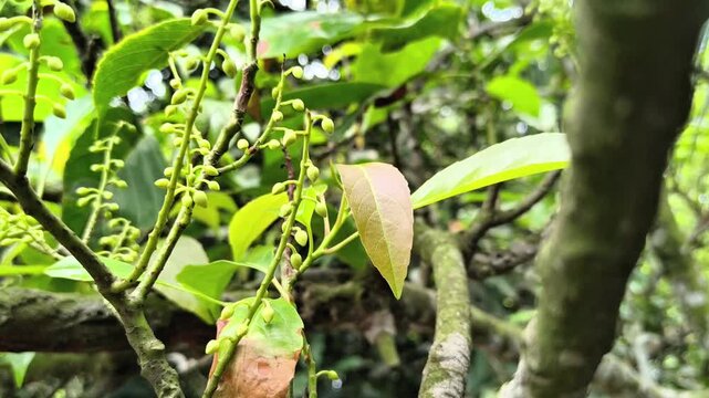 A closeup view of a tree branch with green leaves and small buds growing in a natural setting outdoors