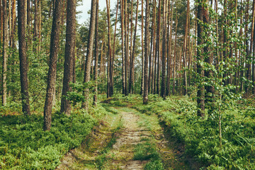 leśna droga ,wiosna  © Marcin Łazarczyk