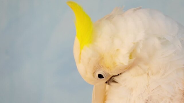 Close-up footage of a white cockatoo preening its feathers in natural light. Detailed plumage, calm behavior and soft background create a peaceful wildlife scene.