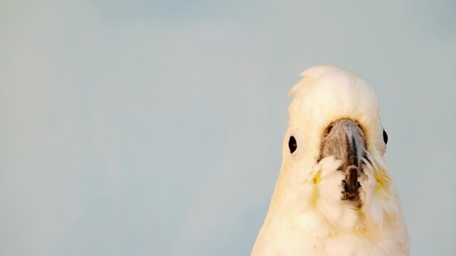 Close-up footage of a white cockatoo preening its feathers in natural light. Detailed plumage, calm behavior and soft background create a peaceful wildlife scene.