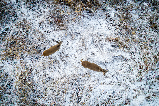 Aerial view of two roe deer standing in a snow-covered field with dry grass during winter in Debrzno, Pomeranian Voivodeship, Poland.
