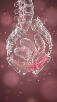 Pelvic floor dysfunction 3D medical visualization of female pelvis cross-section showing weakened pelvic floor muscles, organ descent, and comparative anatomical structure in translucent clinical rend