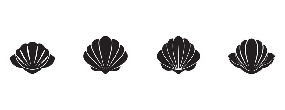 seashells with white lines on plain white background for design elements