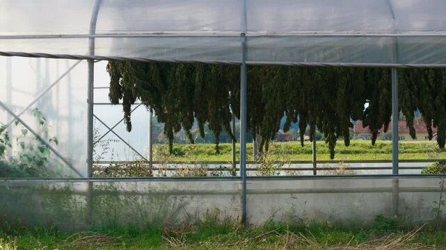 Greenhouse with hanging CBD cannabis plants drying on farm in open fields under clear sky during harvest season.