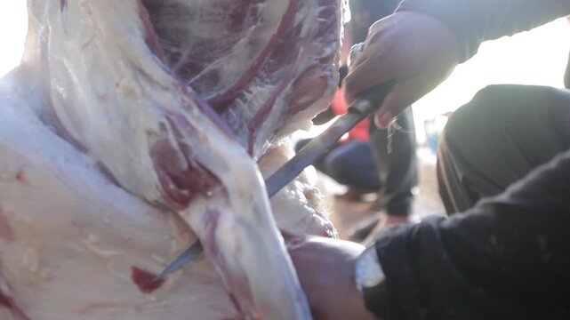 close up of hands cutting goat meat during the slaughter of sacrificial animals on Eid al-Adha