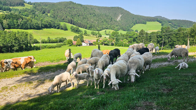 Schafe auf der Weide
