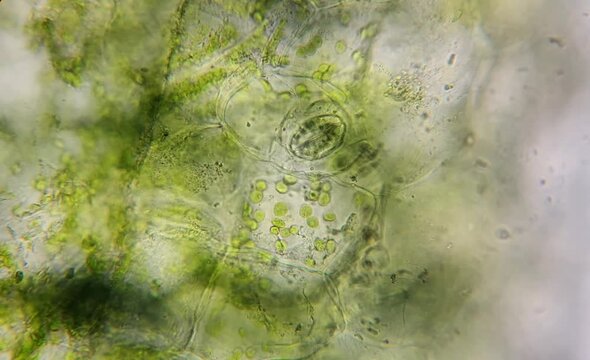 microscope image of leaf