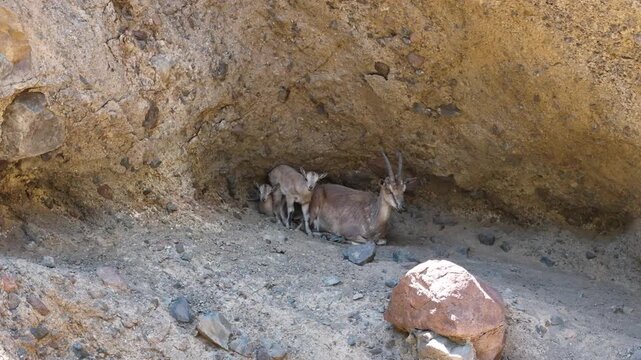 Wild mountain goat with its kids resting under a rocky cave