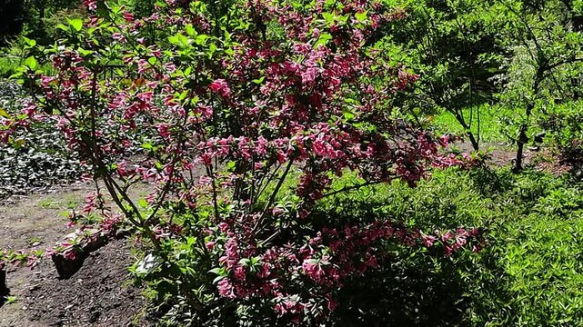 Blooming pink weigela shrub in a lush green garden on a sunny day