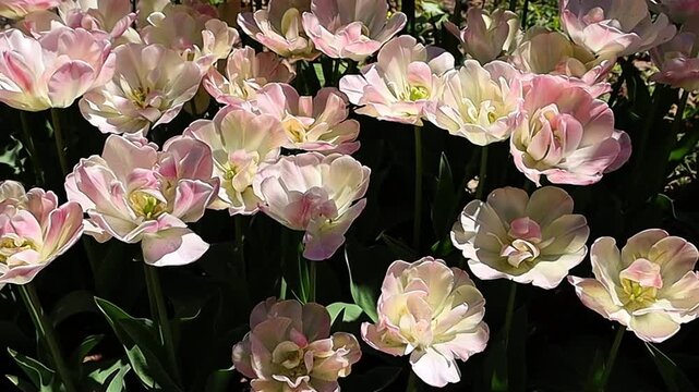 Close-up of delicate pink and white double tulips blooming in a garden