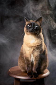 Siamese cat sitting on wooden stool surrounded by dramatic smoke portrait