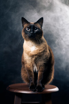 Siamese cat sitting on wooden stool surrounded by dramatic smoke portrait