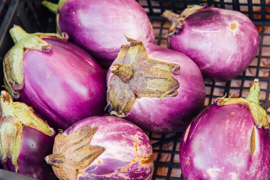 Aubergines rondes violettes. L&eacute;gumes frais sur un &eacute;tal de march&eacute;. Alimentation saine et biologique. Aubergine Violetta di Firenze