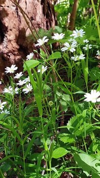 Vertical panoramic close-up shot blooming Stellaria holostea or chickweed with white flowers and fresh green leaves sway in wind in spring forest at sunny day. Springtime wildflower natural background