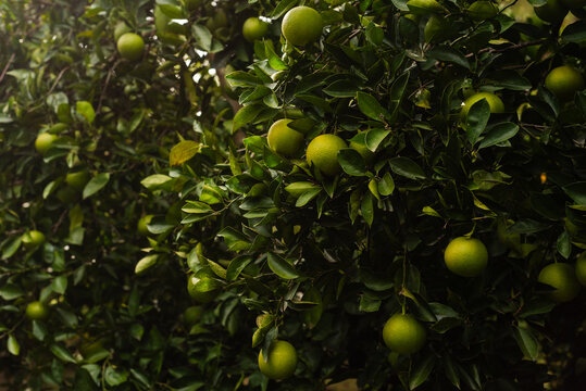 Green citrus fruits ripening on tree branches among dense and natural foliage.