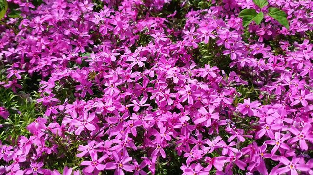 Close-up of lush blossoming decorative creeping plant Phlox subulata with pink purple flowers growth on flower bed at sunny spring day. Springtime floral natural background pattern, shallow focus.