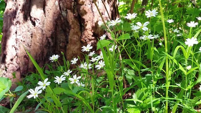 Close-up of blooming Stellaria holostea or chickweed with white flowers among fresh green leaves sway in wind on forest glade at sunny spring day. Springtime wildflower natural background, soft focus.
