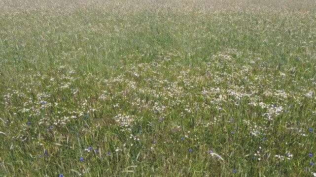Camera pan over a field of grain with wild field flowers like blue cornflowers and white field daisies. At Holtingerzand Uffelte Drenthe Netherlands. High point of view
