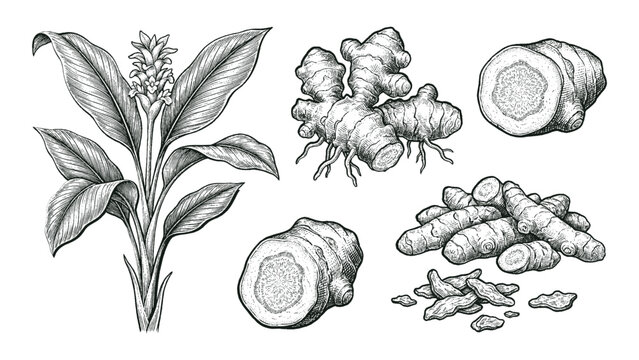 Hand drawn botanical illustration of turmeric plant, rhizomes, and slices. Engraved style vector drawing of Curcuma longa isolated on white background.