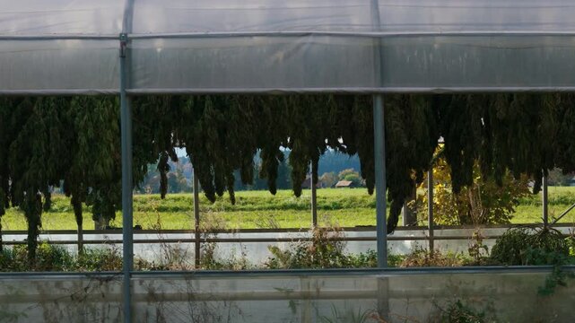 Industrial hemp plants are drying in a greenhouse on a farm dedicated to CBD production and cannabis cultivation.