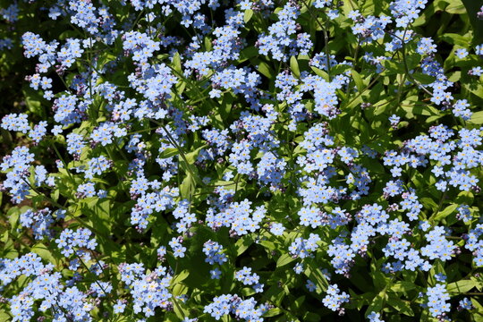 Delicate blue forget me not flowers creating a spring carpet of color, Myosotis spp.