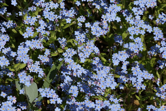 Fresh forget me not blooms spreading across a lush spring landscape, Myosotis sylvatica