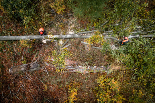Aerial view of two forestry workers in orange safety gear cutting a large fallen tree trunk on the autumn forest floor in Debrzno, Pomeranian Voivodeship, Poland.