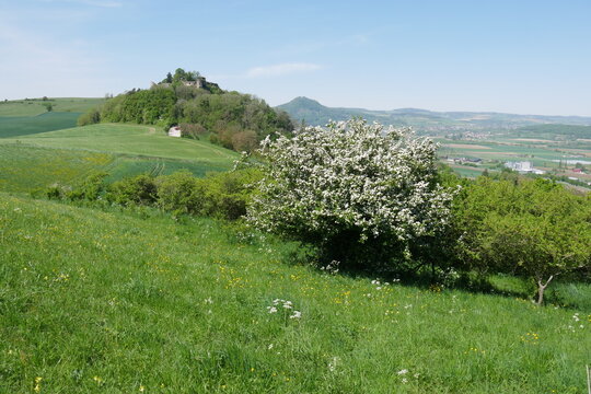 Berg und Burg M&auml;gdeberg im Hegauer Kegelbergland mit bl&uuml;hendem Baum im Fr&uuml;hjahr