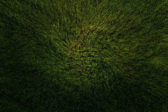 Aerial view of a lush green field with a swirling texture and dramatic lighting over the dense vegetation in Masovian Voivodeship, Poland.
