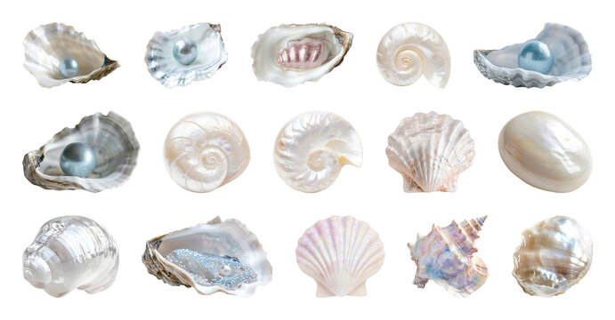 PNG Elegant seashells with pearls on transparent background