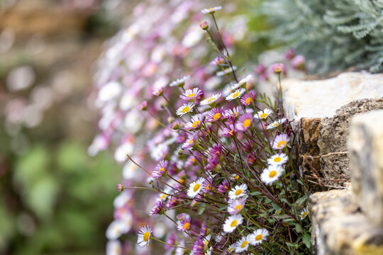 Pretty erigeron daisies in bloom in the spring sunshine, with selective focus