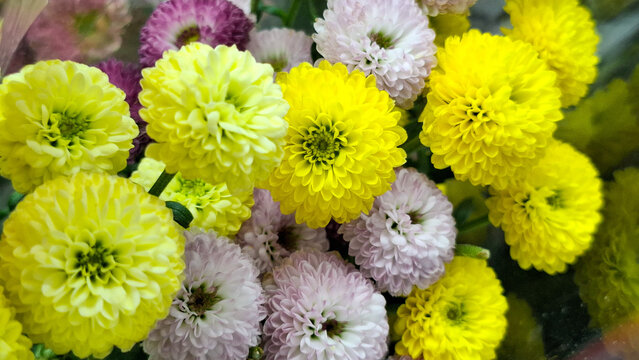 Beautiful fresh pompon chrysanthemum flowers in full bloom gathered for a decorative floral bouquet