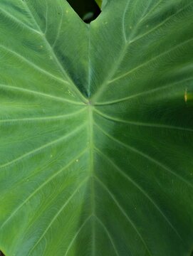 Taro Leaf Texture | Colocasia Leaf Veins | Green Botanical Macro 4K