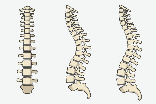 Anatomical illustration of the human spine shown from three different perspectives to illustrate vertebral alignment and posture.
