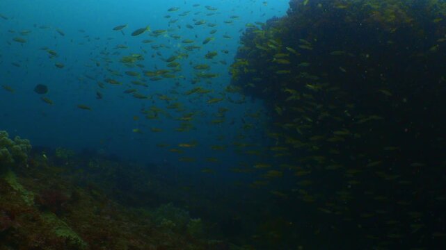 【水中4K】相模湾 烏帽子岩の海洋生物：キンギョハナダイ＆ソラスズメダイの群れ