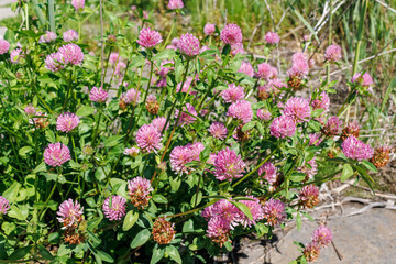 Fototapeta premium Vibrant pink red clover blossoms blooming in abundance on a sunny day