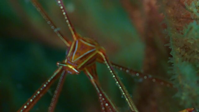 【水中4K】相模湾 烏帽子岩の海洋生物：オルトマンワラエビ（超アップ）