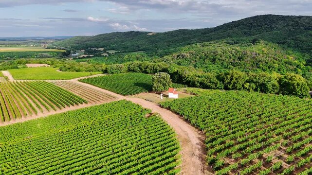 Palkonya VIllany Wineyards, Hungary