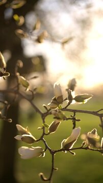 4K vertical video of white magnolia flower buds (Magnolia spp.) on delicate branches just before blooming in warm golden sunlight. The scene captures the anticipation of spring