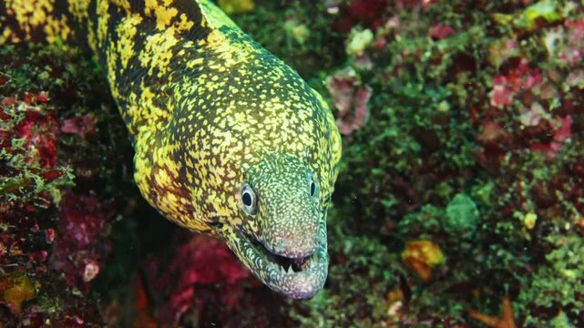 相模湾 烏帽子岩の海洋生物：ウツボ