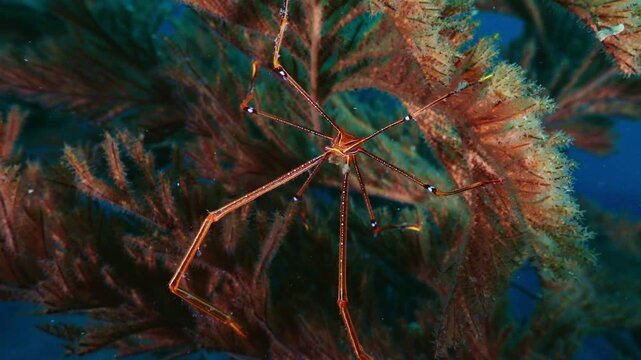 【水中4K】相模湾 烏帽子岩の海洋生物：オルトマンワラエビ（全身）