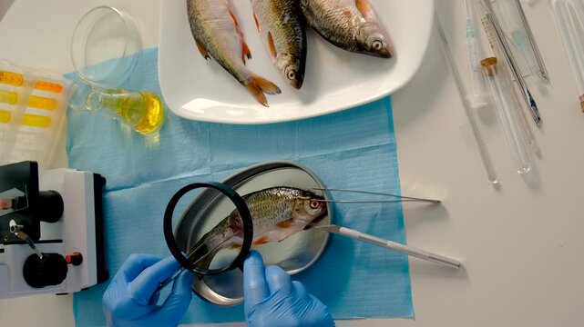 Research fish in the lab. Selective focus.