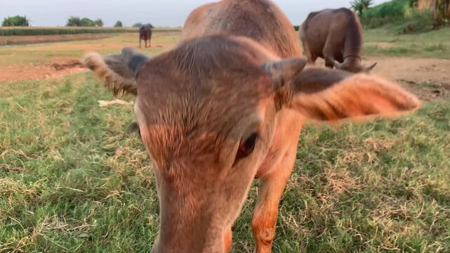 Curious water buffalo calf approaching camera in rural grass field static shot