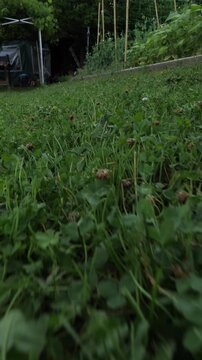 Dolly shot of the garden lawn, focus on the freshly cut lawn with insects flying