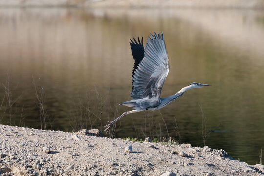 Garza real iniciando el vuelo sobre la orilla del pantano de Beniarr&eacute;s, Espa&ntilde;a