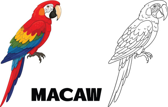Colorful macaw parrot illustration with coloring page