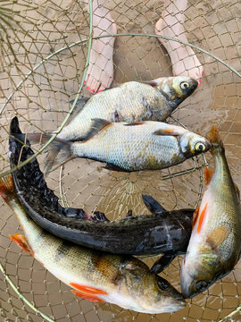 Close-up of a diverse fish catch in a keepnet on the river bank.